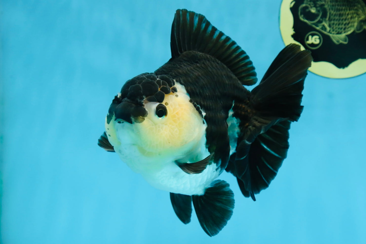 A Grade Panda Button Eyes Yuanbao 6 inches #080825YB_26