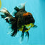 A Grade Kirin Oranda Female 7 inches #071726OR_05