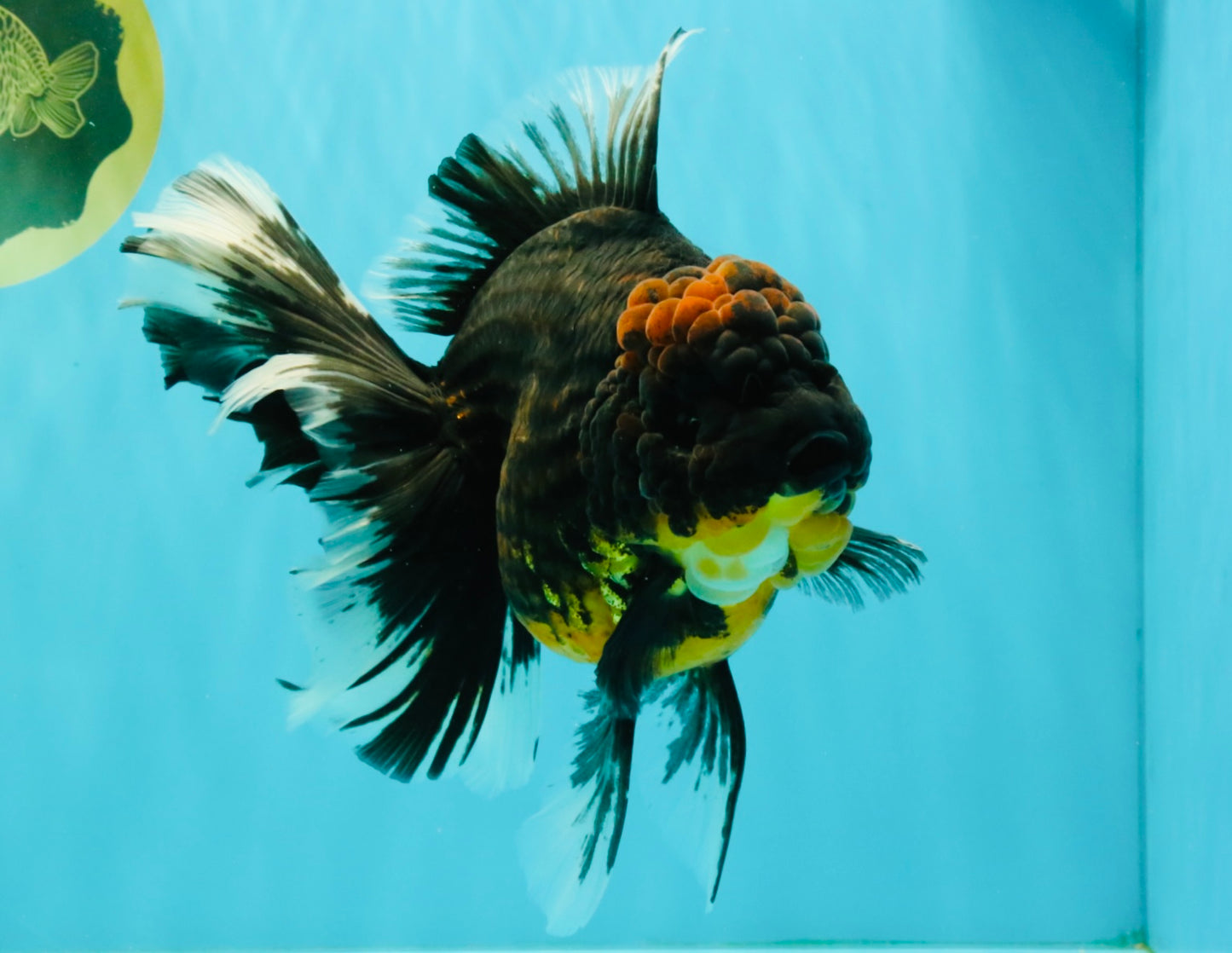 A Grade Kirin Oranda Female 7 inches #071726OR_05