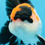 A Grade Tricolor Button Eyes Oranda Male 5 inches #080125OR_30