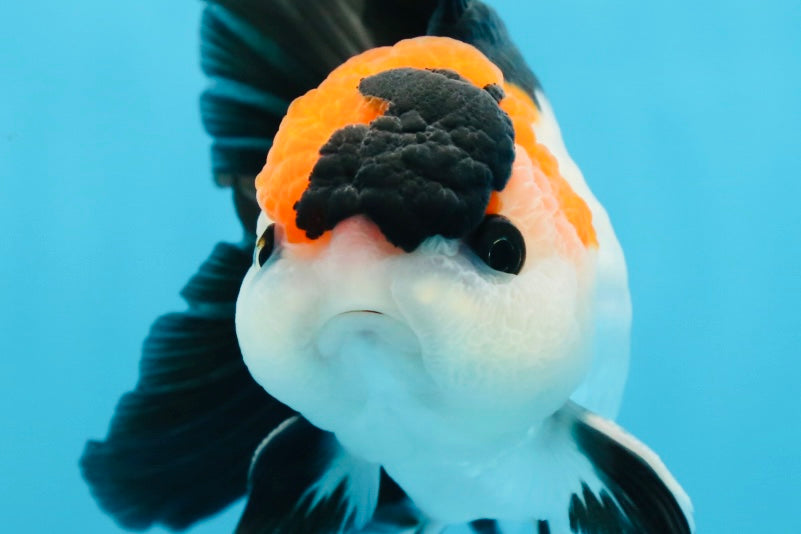 A Grade Tricolor Button Eyes Oranda Male 5 inches #080125OR_30