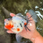 A Grade Sakura Oranda Male 6.5 inches #071726OR_32