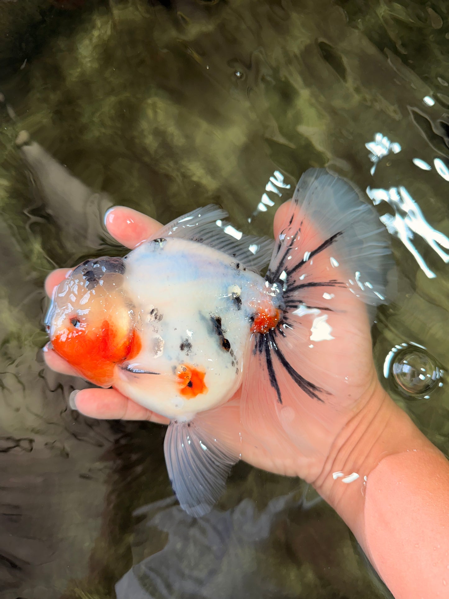 A Grade Sakura Oranda Male 6.5 inches #071726OR_32