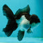 Panda Oranda Male 4.5 inches #110124OR_12