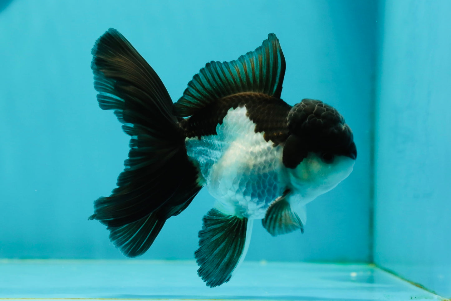 Panda Oranda Male 4.5 inches #110124OR_12