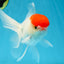 A Grade Little Tomato Cap Red Cap Oranda Male 4-4.5 inches #062025OR_18