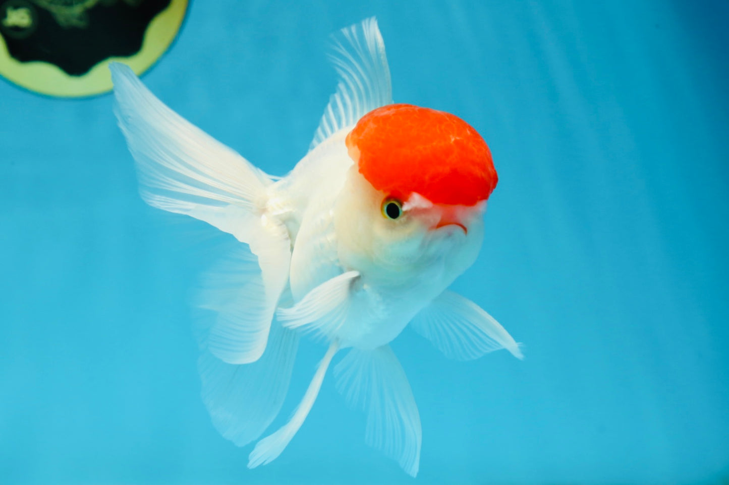 A Grade Little Tomato Cap Red Cap Oranda Male 4-4.5 inches #062025OR_18