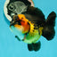 A Grade Tricolor Yuanbao Male 4.5 inches #112224YB_34