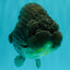 AAA Grade Super Blue LionQueen 6-6.5 inches #100226LC_23