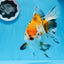 A Grade Big Size Tricolor Oranda Female 7.5 inches #0706OR_09