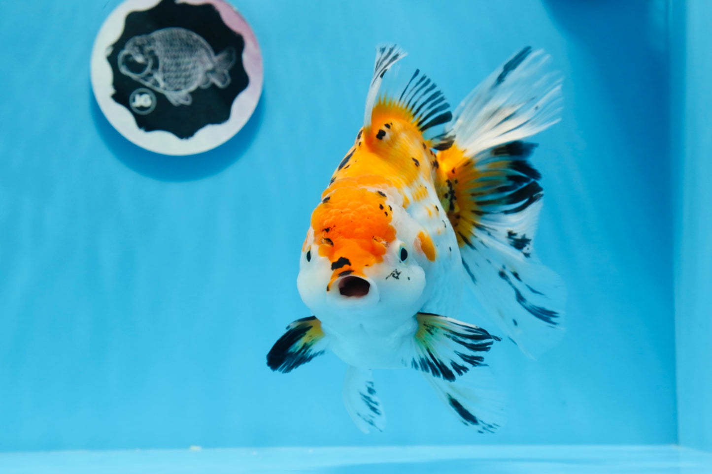 Oranda tricolor hembra de tamaño grande, grado A, 7,5 pulgadas, n.º 0706OR_09