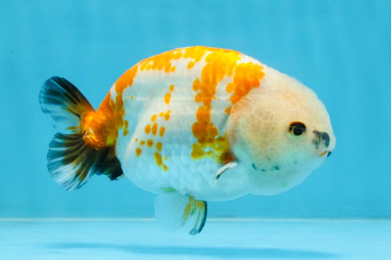 A Grade Tricolor LionKing 5-5.5 inches #112125LC_01