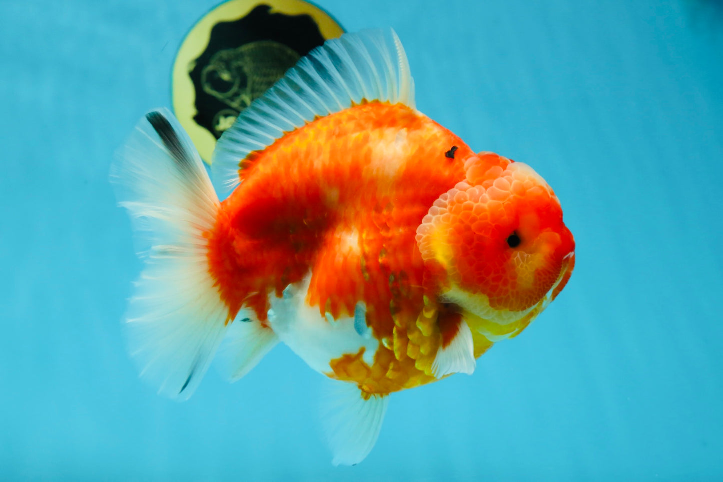 AAA Grade Godzilla Sakura Yuanbao Female 6 inches #050925YB_23