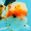 AAA Grade Tricolor Oranda Male 5.5 inches #030626OR_22