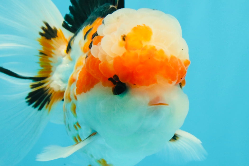 AAA Grade Tricolor Oranda Male 5.5 inches #030626OR_22