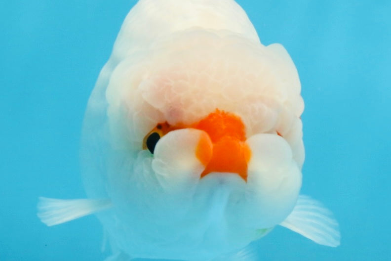 A Grade Red White LionKing 5-5.5 inches #112125LC_03