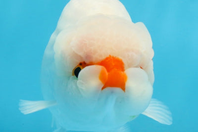 A Grade Red White LionKing 5-5.5 inches #112125LC_03