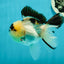 AAA Grade Panda Oranda Male 4.5 inches #112224OR_09