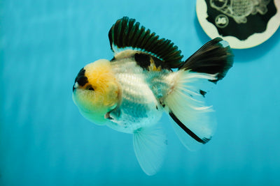 AAA Grade Panda Oranda Male 4.5 inches #112224OR_09