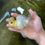 A Grade Panda White Oranda Male 5 inches #050225OR_07