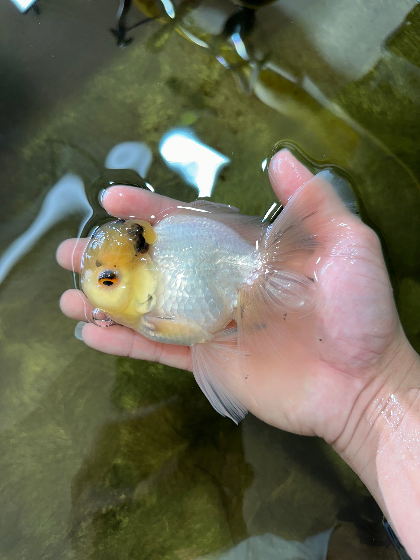 A Grade Panda White Oranda Male 5 inches #050225OR_07