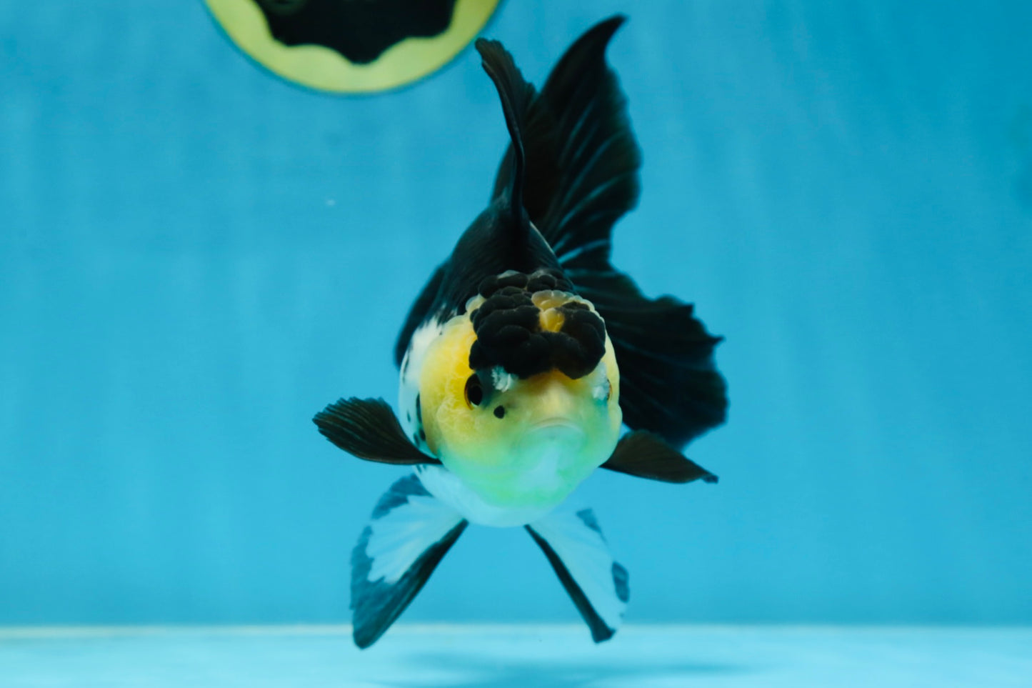 Panda Oranda Female 5-5.5 inches #080825OR_11