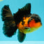 AAA Grade Lava Apache Oranda Male 5.5 inches #032026OR_10