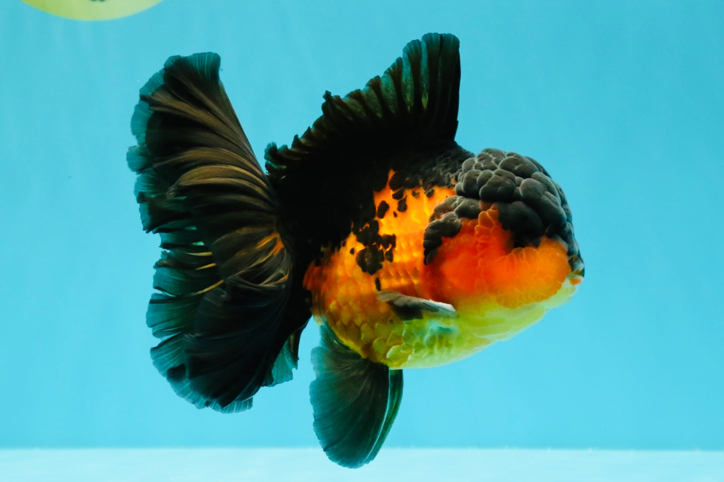 AAA Grade Lava Apache Oranda Male 5.5 inches #032026OR_10