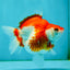 A Grade Red White Ryukin Female 4 inches #050126RK_04