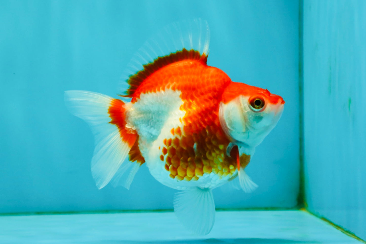 A Grade Red White Ryukin Female 4 inches #050126RK_04