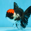 Tricolor Oranda Female 5 inches #091225OR_16