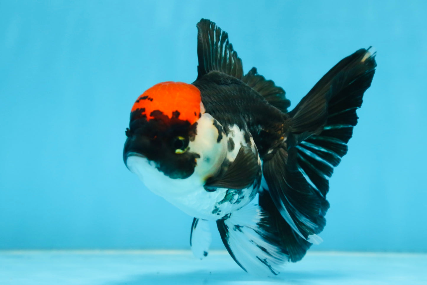 Tricolor Oranda Female 5 inches #091225OR_16