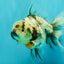 Kirin Oranda Female 6 inches #071726OR_19