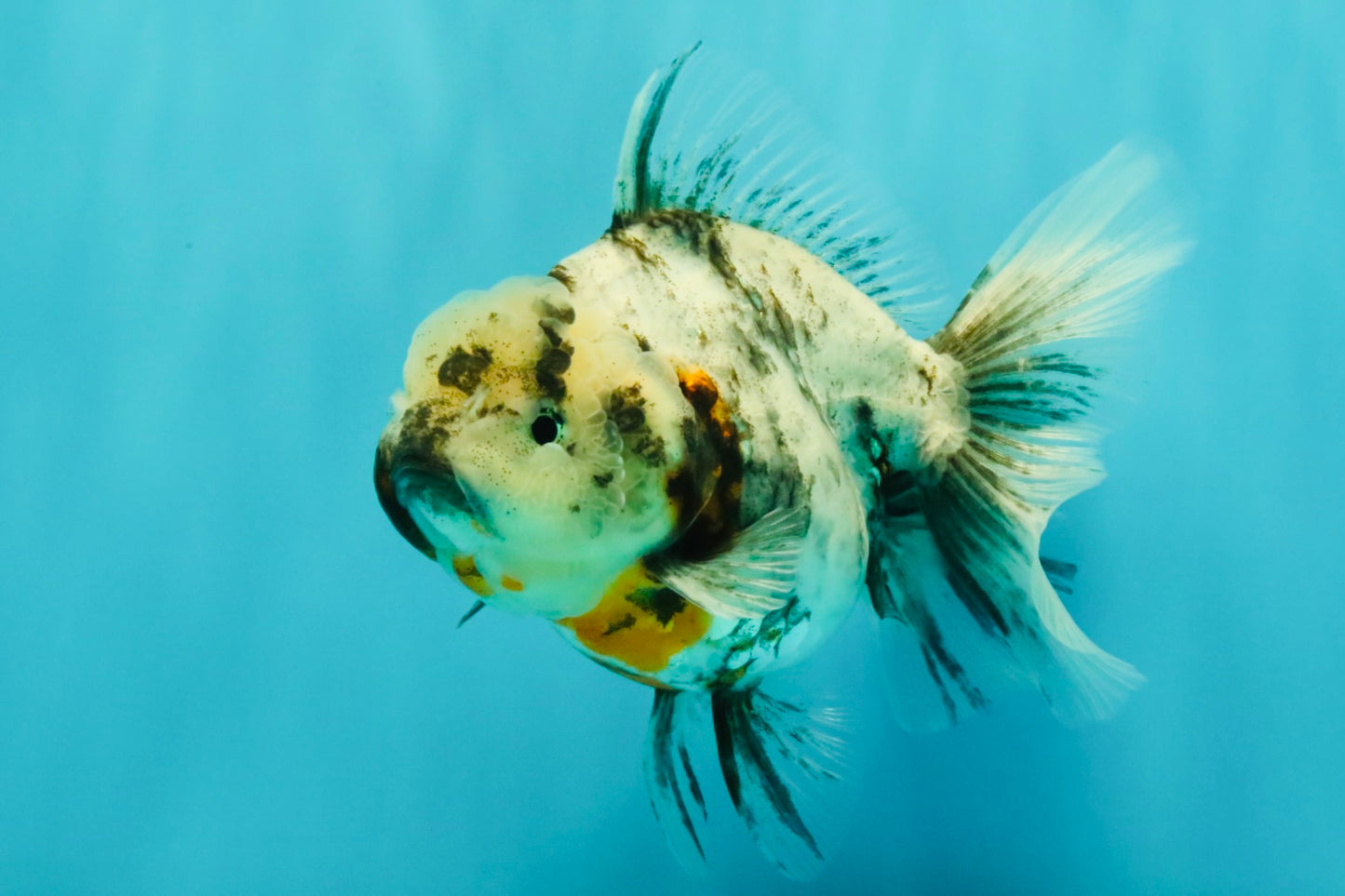 Kirin Oranda Female 6 inches #071726OR_19