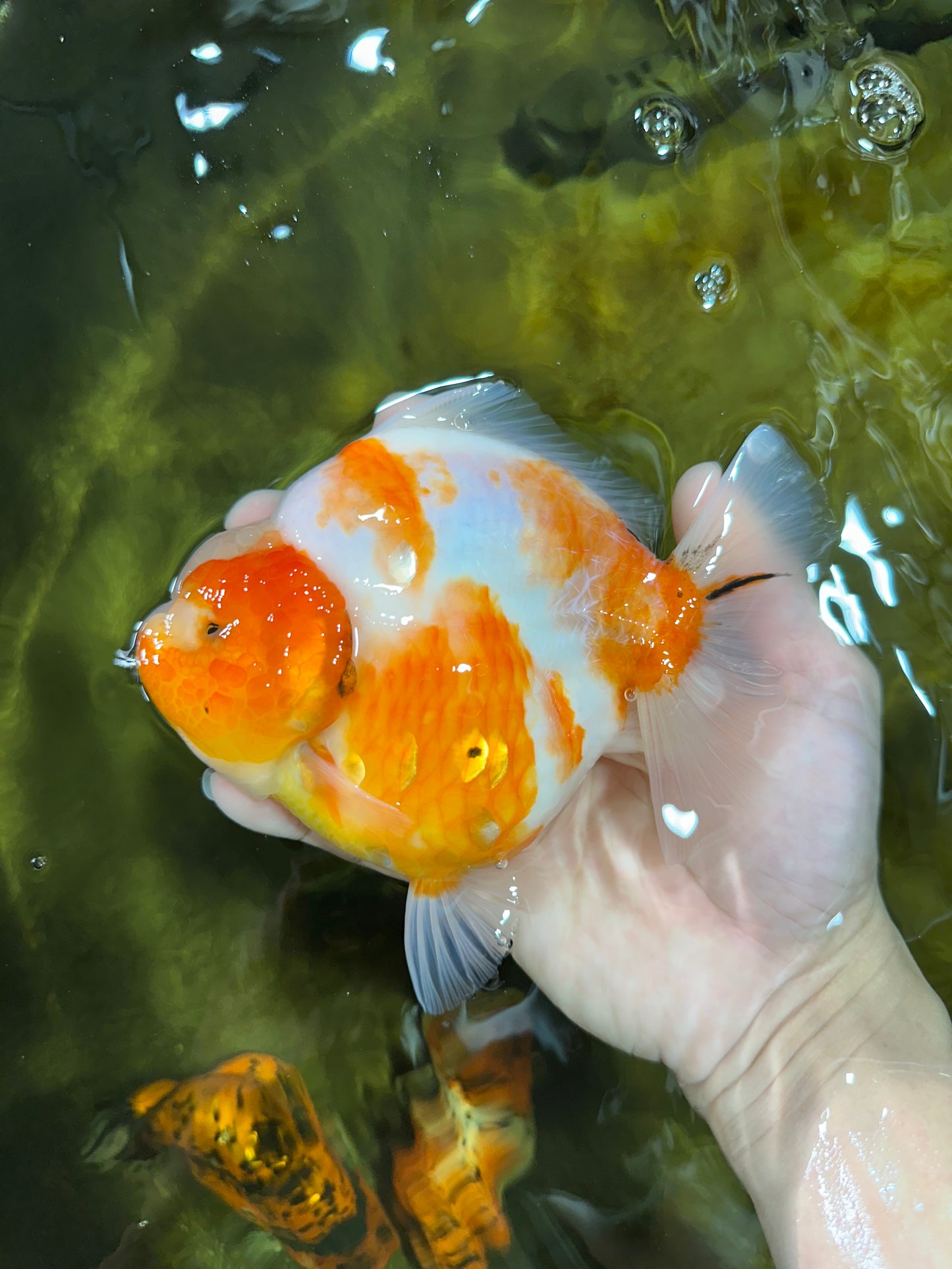 AAA Grade Godzilla Sakura Yuanbao Female 5.5 inches #050925YB_20