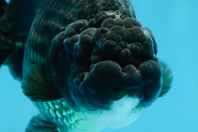 A Grade Black LionKing 5-5.5 inches #080825LC_24