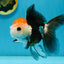 Tricolor Button Eyes Oranda Female 5 inches #121324OR_19