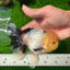 Oranda macho de cabeza de limón de grado AAA con ojos de botón, 5 pulgadas, n.º 0927OR_24