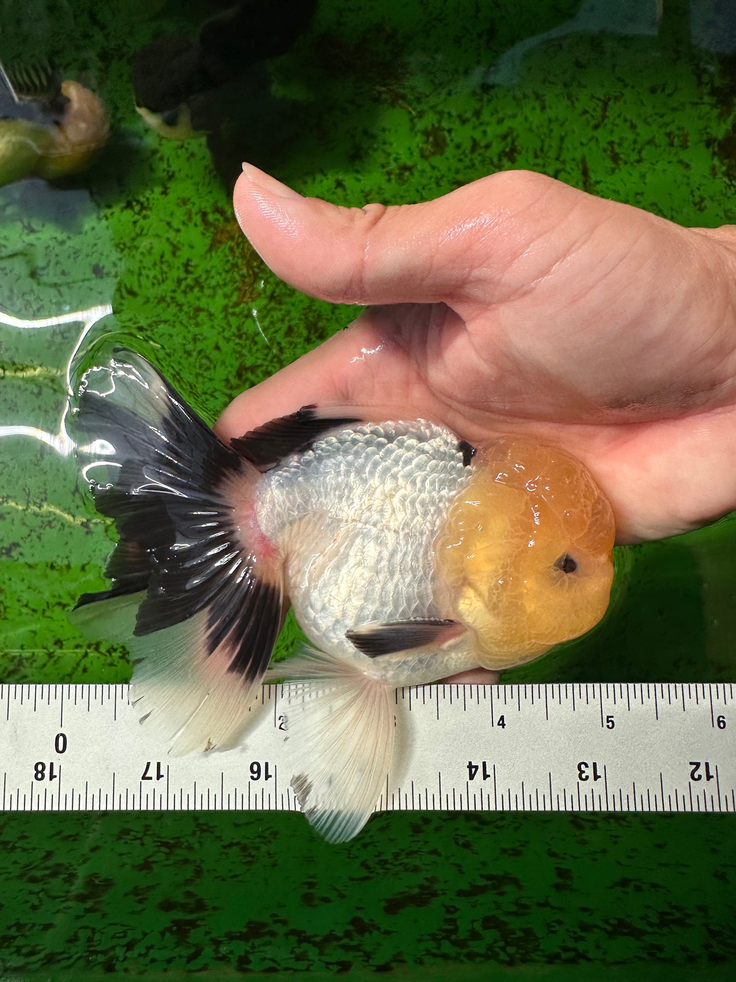 Oranda macho de cabeza de limón de grado AAA con ojos de botón, 5 pulgadas, n.º 0927OR_24