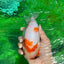 A Grade Chonky Egg Shape Tricolor Sakura Ranchu 5.5 inches #0531RC_04