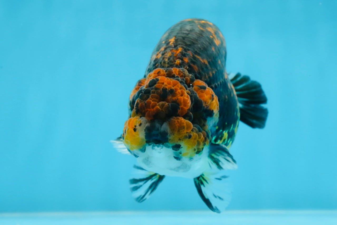 AAA Grade Tiger LionKing 5 inches #070425LC_09