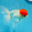 AAA Grade Red Cap Oranda Male 4.5 inches #0913OR_10