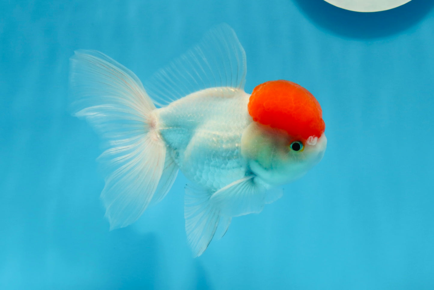 AAA Grade Red Cap Oranda Male 4.5 inches #0913OR_10