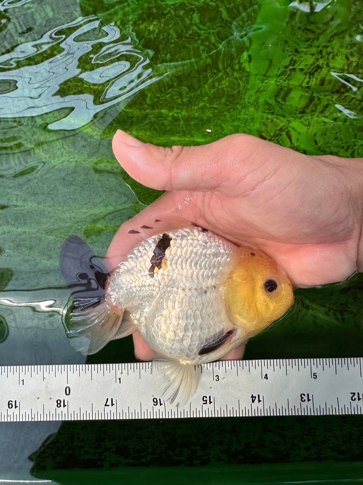 A Grade Lemonhead Button Eyes Yuanbao Male 4.5 inches #0913YB_25