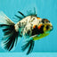 AAA Grade Calico Oranda Male 6 inches #070626OR_11
