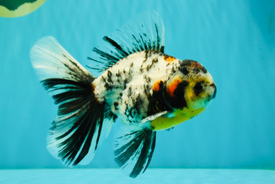 AAA Grade Calico Oranda Male 6 inches #070326OR_11
