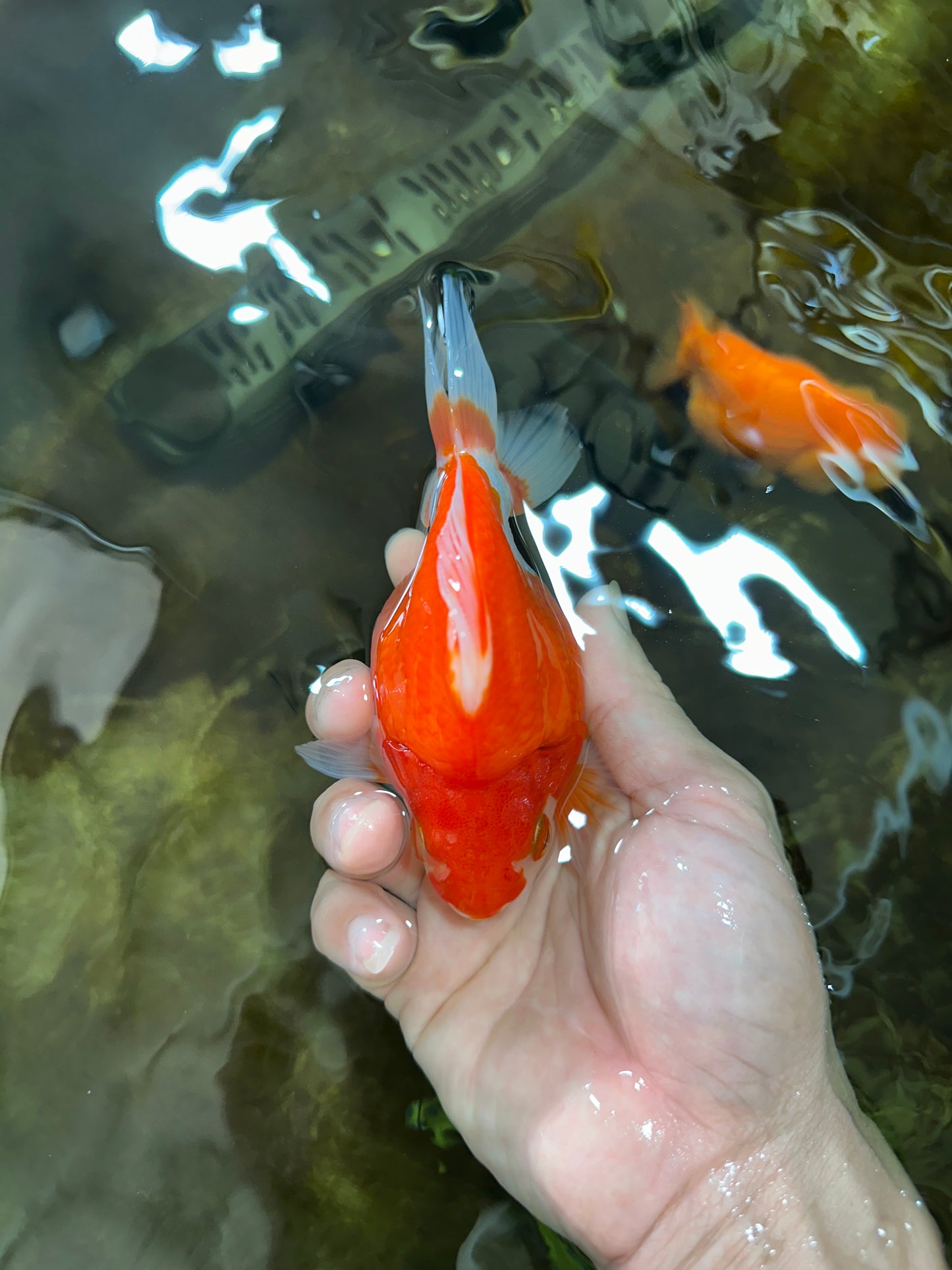 A Grade Red White Ryukin Female 5 inches #071125RK_20