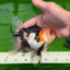 AAA Grade Tricolor Oranda Male 4.5-5 inches #0510OR_08