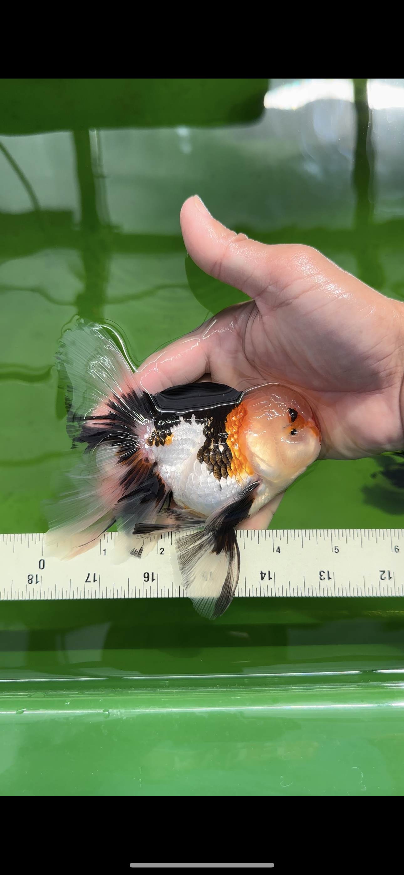 AAA Grade Tricolor Oranda Male 4.5-5 inches #0510OR_08