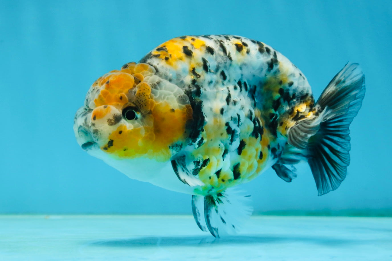 A Grade Tricolor Tiger LionKing 4.5-5 inches #062725LC_02